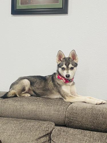 Lost Female Dog last seen 136th and jackson, Thornton, CO 80602