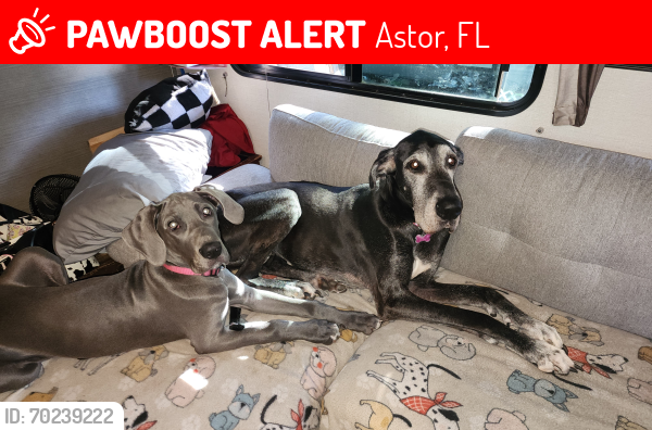 Lost Female Dog last seen State road 40, Astor, FL 32180