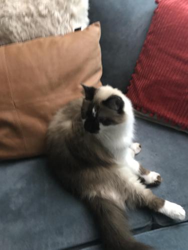 Lost Female Cat last seen Near 36 Th St and 21st intersection, Lighthouse Point, FL 33064