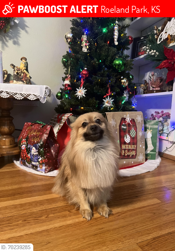 Lost Male Dog last seen Roe Blvd and Buena vista st, Roeland Park, KS 66205