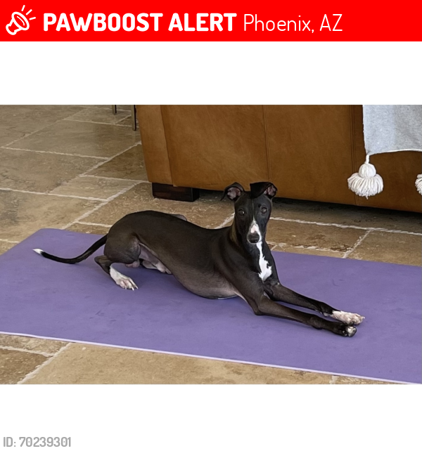 Lost Male Dog last seen Arizona Grand Resort (E Baseline / i-10), Phoenix, AZ 85283