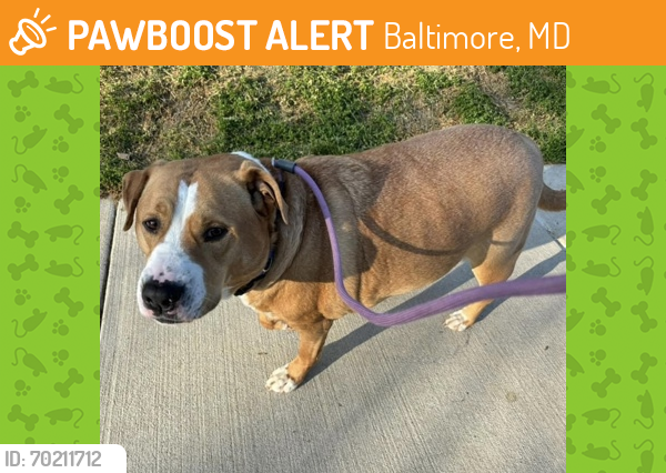 Shelter Stray Male Dog last seen Near Delagrange Ave Balt., MD 21205, 21205, MD, Baltimore, MD 21230