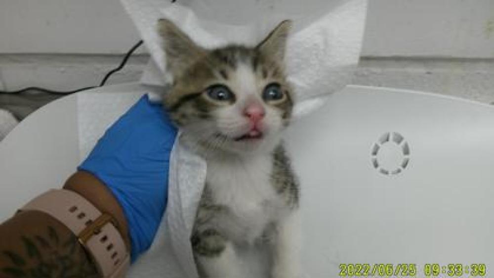 Shelter Stray Male Cat last seen Near Apricot, Oakland, CA, Oakland, CA 94601