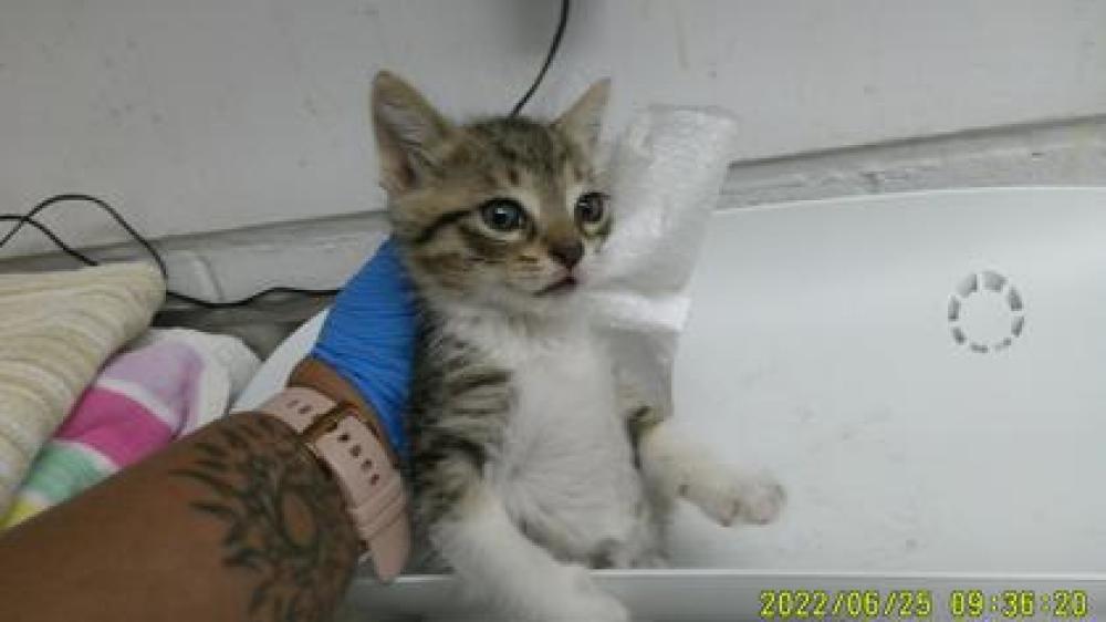 Shelter Stray Female Cat last seen Near Apricot, Oakland, CA, Oakland, CA 94601