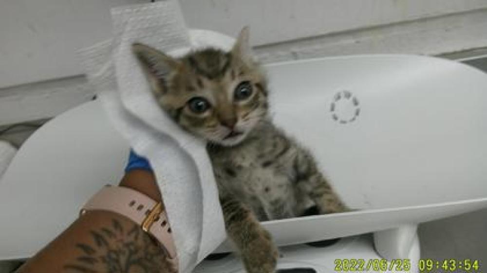Shelter Stray Female Cat last seen Near Apricot, Oakland, CA, Oakland, CA 94601