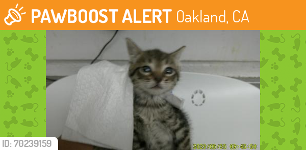 Shelter Stray Female Cat last seen Oakland, CA , Oakland, CA 94601