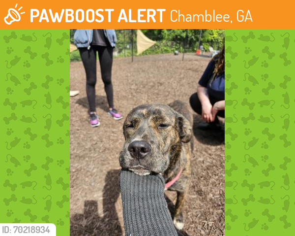Shelter Stray Female Dog last seen Near Bouldercrest Road, Atlanta, GA, 30316, 30316, GA, Chamblee, GA 30341