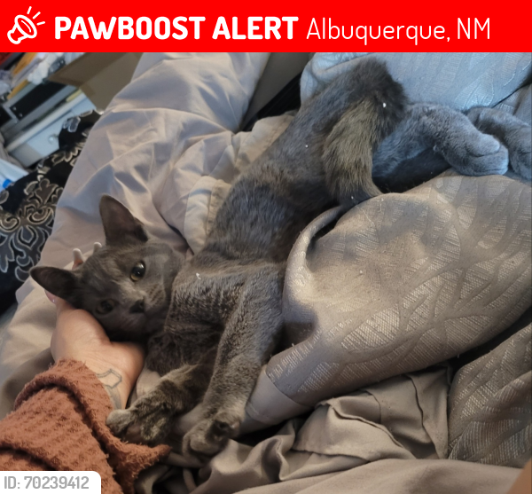 Lost Female Cat last seen Coors and norment, Albuquerque, NM 87105