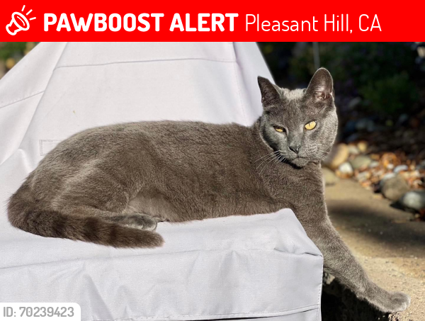 Lost Male Cat last seen Scarlet Oak Court and Flaming Oak Drive, Pleasant Hill, CA 94523