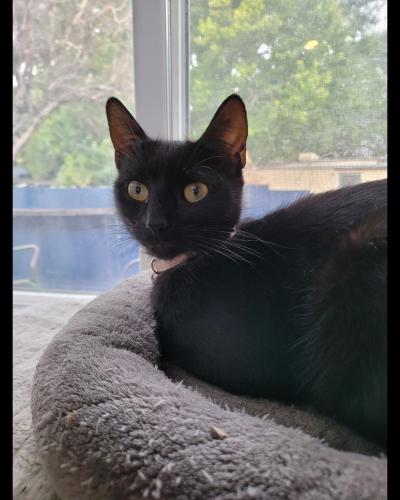Lost Female Cat last seen Coors and Norment , Albuquerque, NM 87105