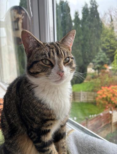 Lost Male Cat last seen Shirley Avenue M7 3QY, Greater Manchester, England M7 3QY