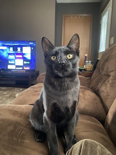 Lost Male Cat last seen Race track park & US 51, Stoughton, WI 53589