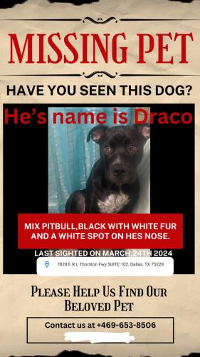 Lost Male Dog last seen Near e r l thornton, Dallas, TX 75228