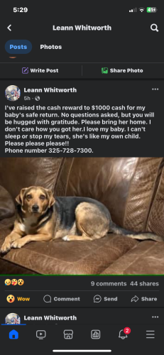 Lost Female Dog last seen Loop 250 midland, tx, Greenwood, TX 79706