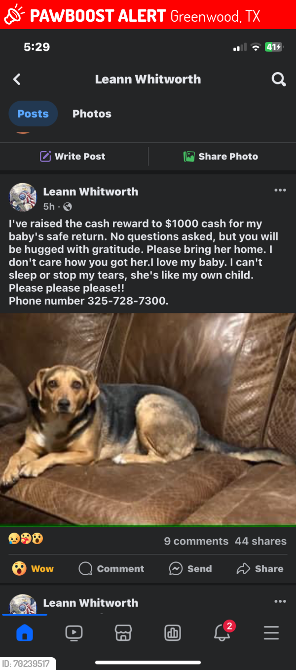 Lost Female Dog last seen Loop 250 midland, tx, Greenwood, TX 79706
