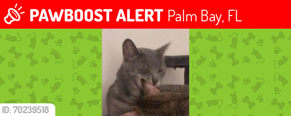 Lost Male Cat last seen Cranbrook St. NE Palm Bay Fl 32905, Palm Bay, FL 32905