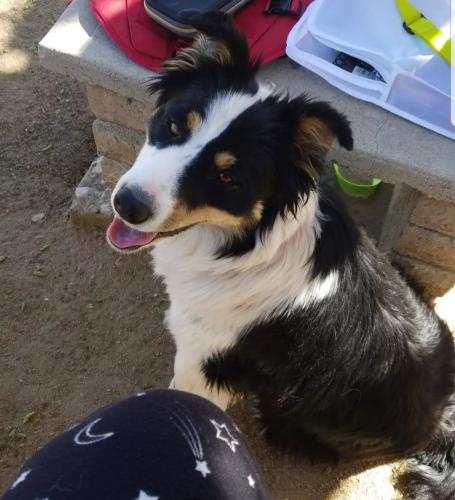 Lost Male Dog last seen Yucca Loma rd, Apple Valley, CA 92308