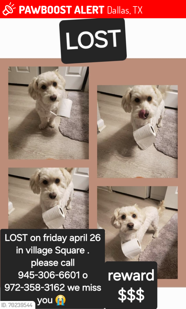 Lost Male Dog last seen Villa square, Dallas, TX 75237