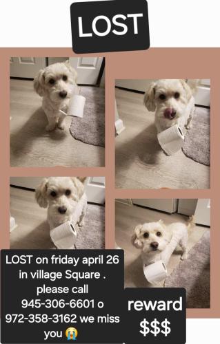 Lost Male Dog last seen Villa square, Dallas, TX 75237