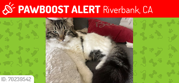 Lost Male Cat last seen Riverbank ca , Riverbank, CA 95367