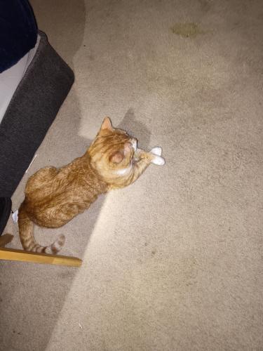 Lost Male Cat last seen 156th Cottonwood ave, Omaha, NE 68136