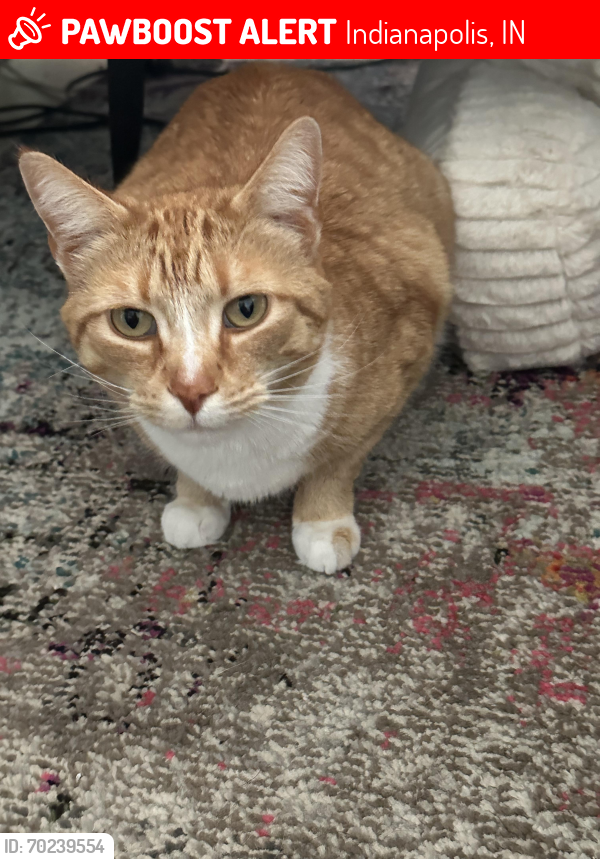 Lost Male Cat last seen Spades Park, Indianapolis, IN 46201