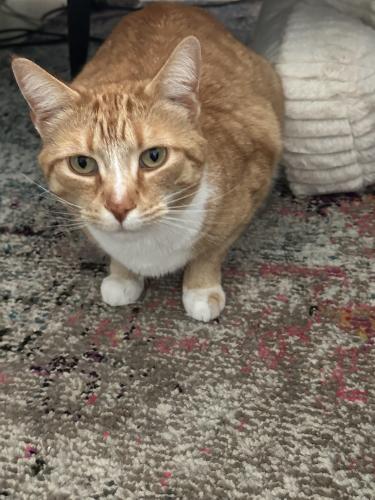 Lost Male Cat last seen Spades Park, Indianapolis, IN 46201