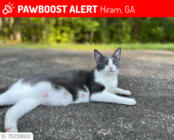 Lost Female Cat last seen Arnold Lane, Hiram, GA 30141