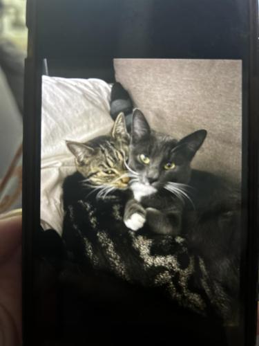 Lost Male Cat last seen 187th and 91st, Surrey, BC V4N 3N4