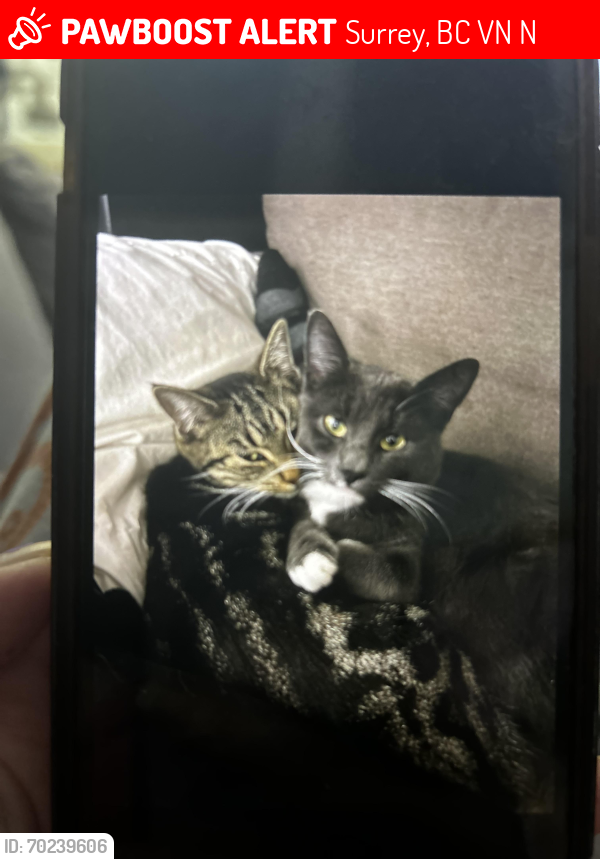 Lost Male Cat last seen 187th and 91st, Surrey, BC V4N 3N4