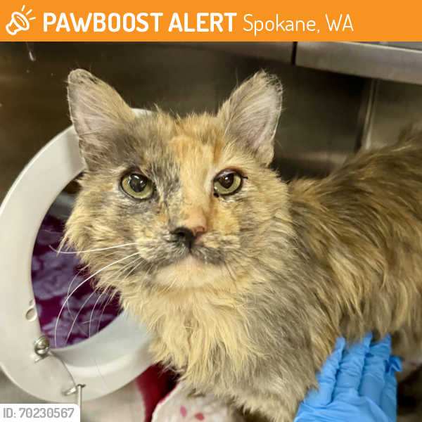 Shelter Stray Male Cat last seen Near W 13th Avenue, AIRWAY HEIGHTS, WA, 99001, Spokane, WA 99212