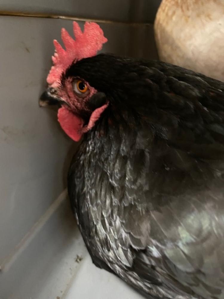Shelter Stray Female Bird last seen 131st/rose parkway, OR, Troutdale, OR 97060