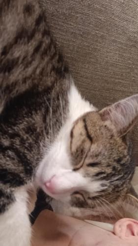Lost Male Cat last seen Last seen at Jack N The Box on Grand and Bates. , St. Louis, MO 63111