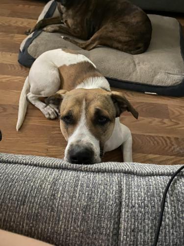 Lost Male Dog last seen Big Pantry , Weatherford, TX 76086