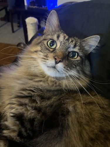 Lost Male Cat last seen Hanna ave across the street from u indy, Indianapolis, IN 46227