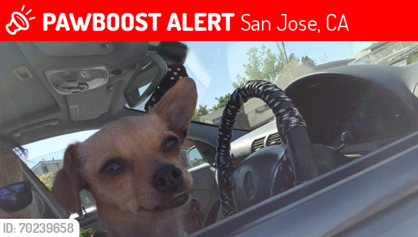 Lost Female Dog last seen Colonial manor mobile s, San Jose, CA 95136