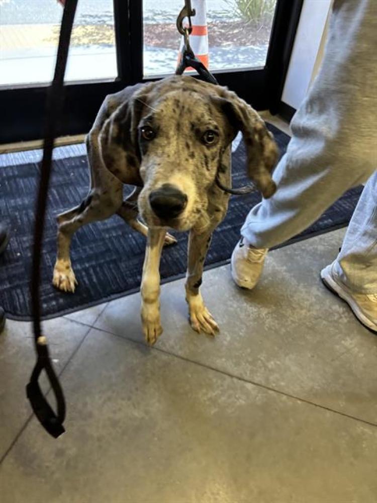 Shelter Stray Male Dog last seen Near BLOCK AUBURN BLOCK, BAKERSFIELD, CA, Bakersfield, CA 93307