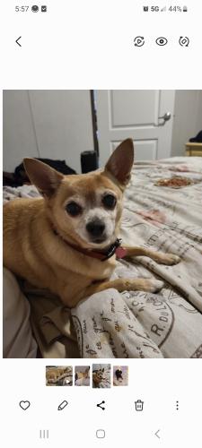Lost Female Dog last seen Phillips(Watson ests), Golden Triangle, Fort Worth, TX 76244