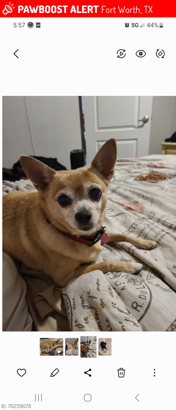 Lost Female Dog last seen Phillips(Watson ests), Golden Triangle, Fort Worth, TX 76244