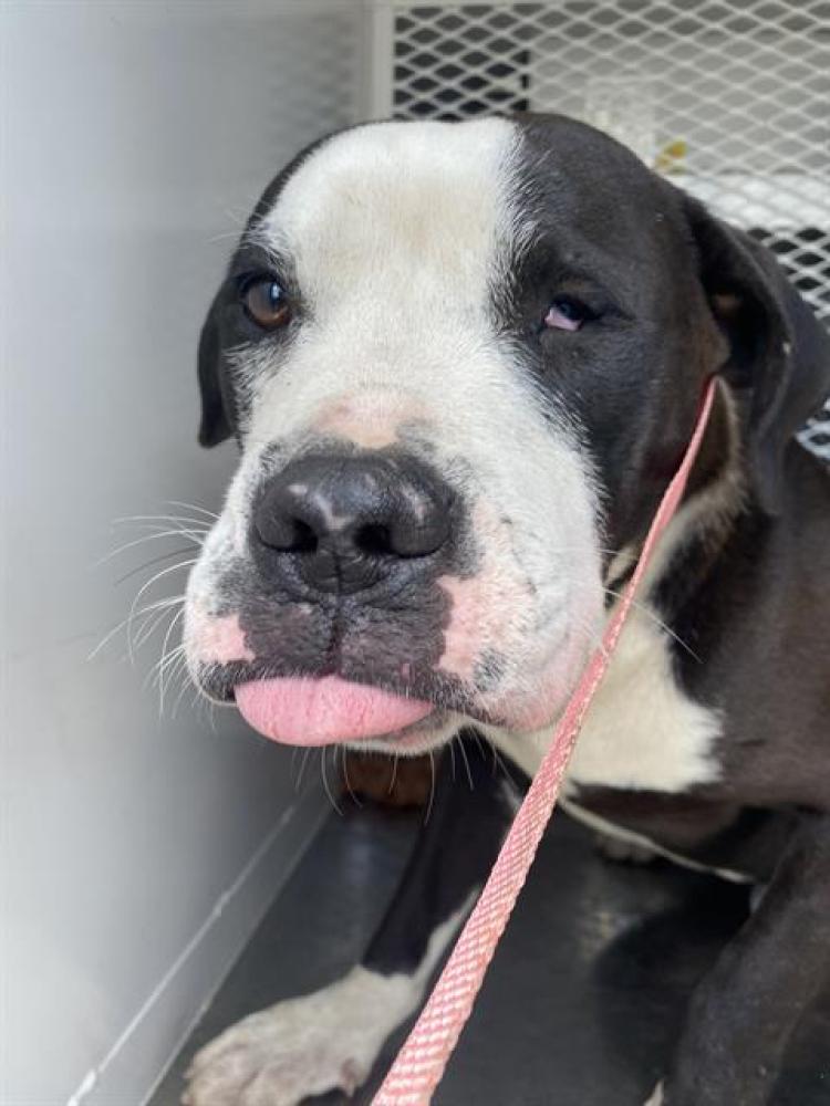 Shelter Stray Male Dog last seen Near BLOCK SQUIRE LN, BAKERSFIELD CA 93309, Bakersfield, CA 93308
