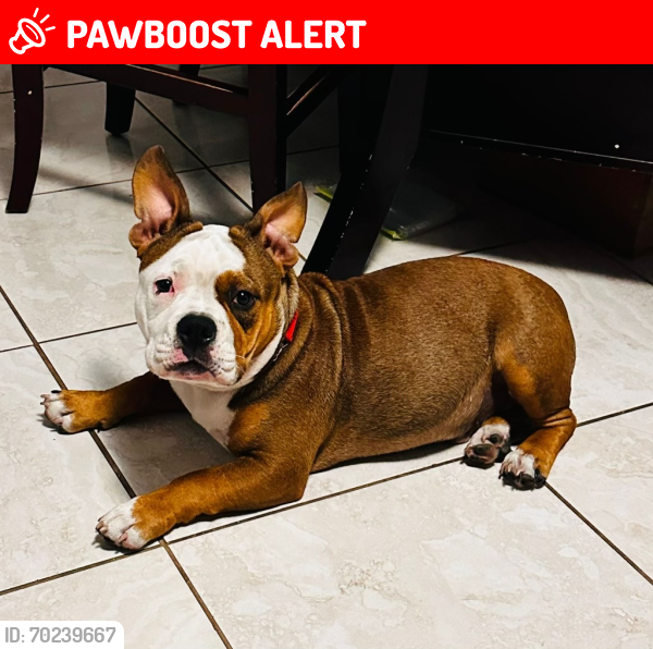 Lost Male Dog last seen Jog rd and forest hill , West Palm Beach, FL 33401