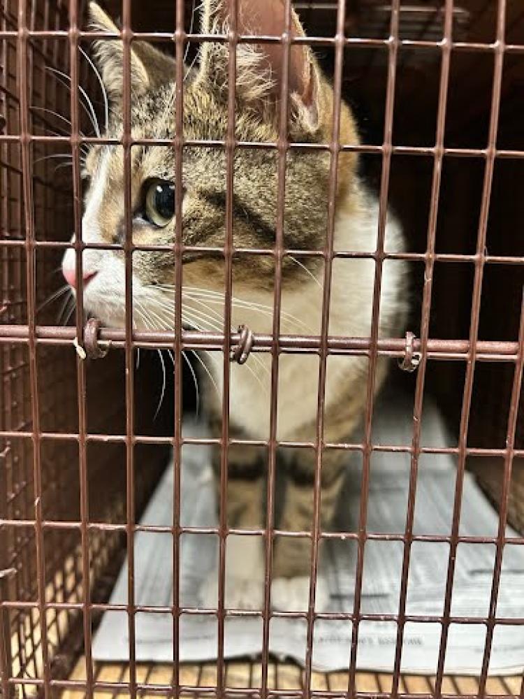 Shelter Stray Female Cat last seen Near BLOCK SCOFIELD RIDGE PKWY, Austin, TX 78702