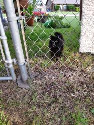 Reunited Female Cat last seen 7th, Sachse, TX 75048