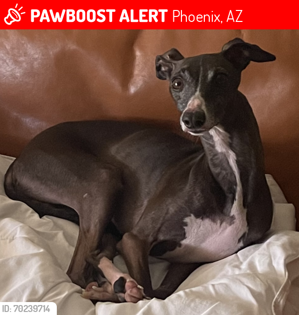 Lost Male Dog last seen I-10 & Guadalupe Rd, Phoenix, AZ 85044