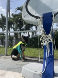 Reunited Female Dog last seen Near Johnson St, Hollywood, FL 33021
