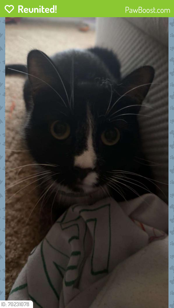Reunited Male Cat last seen Baxter Crossing Apartments. Chesterfield MO, Chesterfield, MO 63005