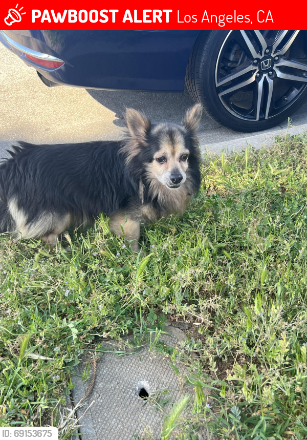 Lost Male Dog last seen McDonald , Los Angeles, CA 90063