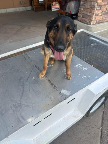 Lost Female Dog last seen Yearling and lake plesent, Peoria, AZ 85383