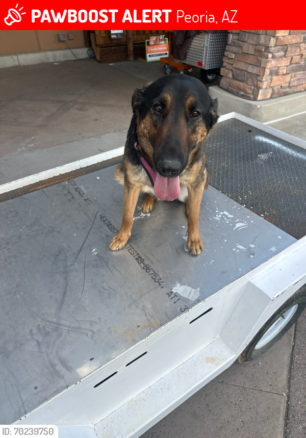Lost Female Dog last seen Yearling and lake plesent, Peoria, AZ 85383