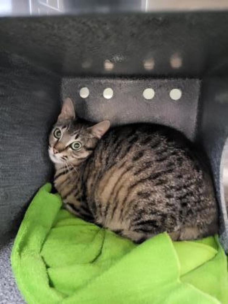 Shelter Stray Female Cat last seen Near Sanchez Lane, Burlington, Burlington, WA, Burlington, WA 98233